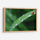 Catarinita | Cuadro decorativo de Canvas Lab