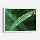 Catarinita | Cuadro decorativo de Canvas Lab