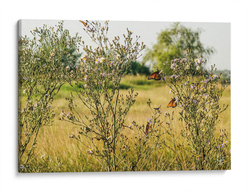 Mariposas - Anaid Frías | Cuadro decorativo de Canvas Lab