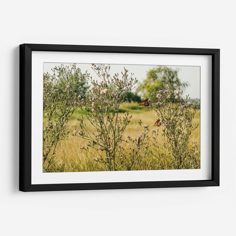 Mariposas - Anaid Frías | Cuadro decorativo de Canvas Lab