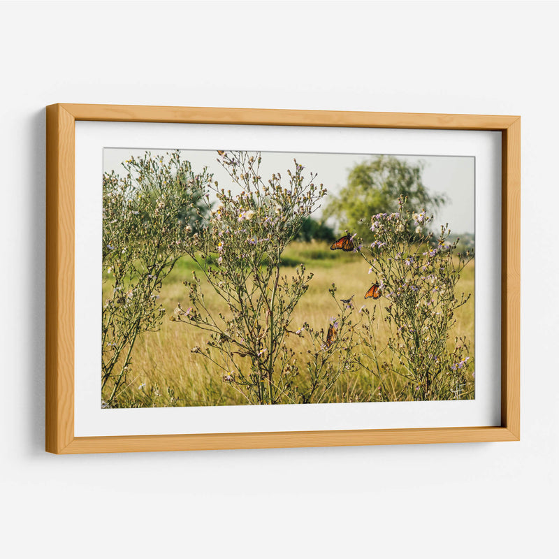 Mariposas - Anaid Frías | Cuadro decorativo de Canvas Lab