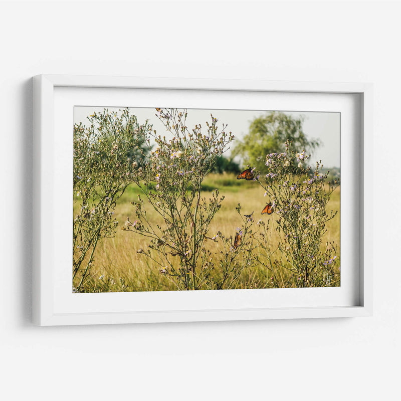 Mariposas - Anaid Frías | Cuadro decorativo de Canvas Lab