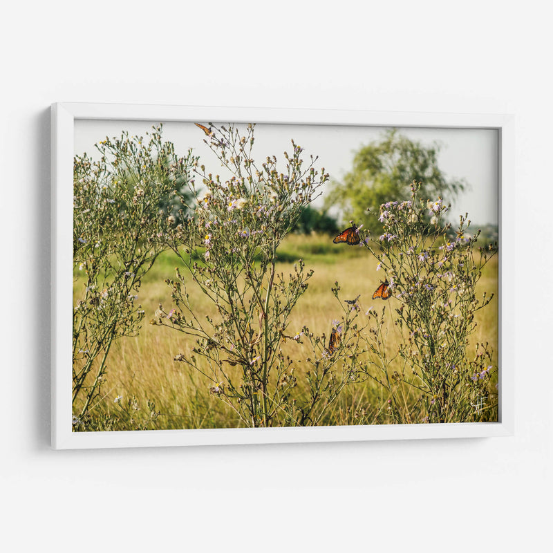 Mariposas - Anaid Frías | Cuadro decorativo de Canvas Lab