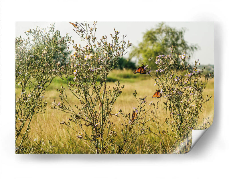 Mariposas - Anaid Frías | Cuadro decorativo de Canvas Lab