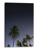 Palmeras Cubanas - Anaid Frías | Cuadro decorativo de Canvas Lab