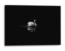 Cisne en la nostalgia | Cuadro decorativo de Canvas Lab