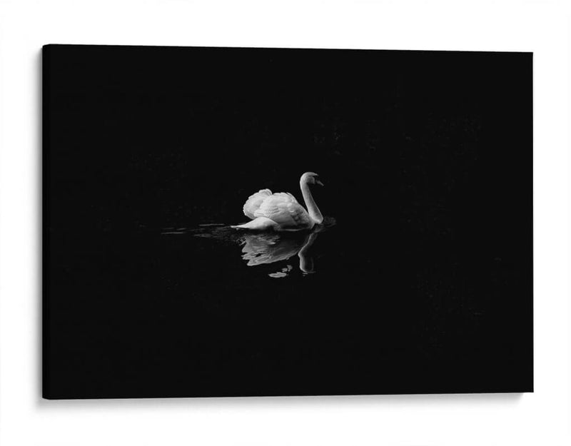 Cisne en la nostalgia | Cuadro decorativo de Canvas Lab