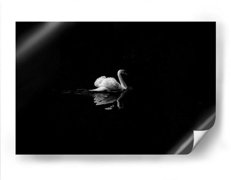 Cisne en la nostalgia | Cuadro decorativo de Canvas Lab