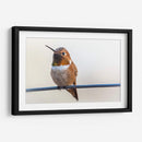 Colibrí bebé | Cuadro decorativo de Canvas Lab