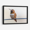 Colibrí bebé | Cuadro decorativo de Canvas Lab