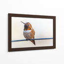 Colibrí bebé | Cuadro decorativo de Canvas Lab