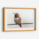 Colibrí bebé | Cuadro decorativo de Canvas Lab