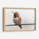 Colibrí bebé | Cuadro decorativo de Canvas Lab