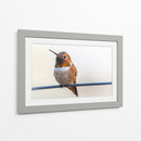 Colibrí bebé | Cuadro decorativo de Canvas Lab