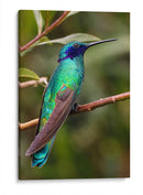 Colibrí en calma | Cuadro decorativo de Canvas Lab