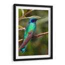 Colibrí en calma | Cuadro decorativo de Canvas Lab