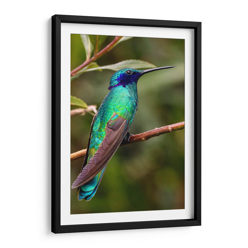 Colibrí en calma | Cuadro decorativo de Canvas Lab