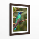 Colibrí en calma | Cuadro decorativo de Canvas Lab