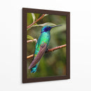 Colibrí en calma | Cuadro decorativo de Canvas Lab