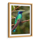 Colibrí en calma | Cuadro decorativo de Canvas Lab