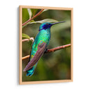Colibrí en calma | Cuadro decorativo de Canvas Lab