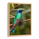 Colibrí en calma | Cuadro decorativo de Canvas Lab