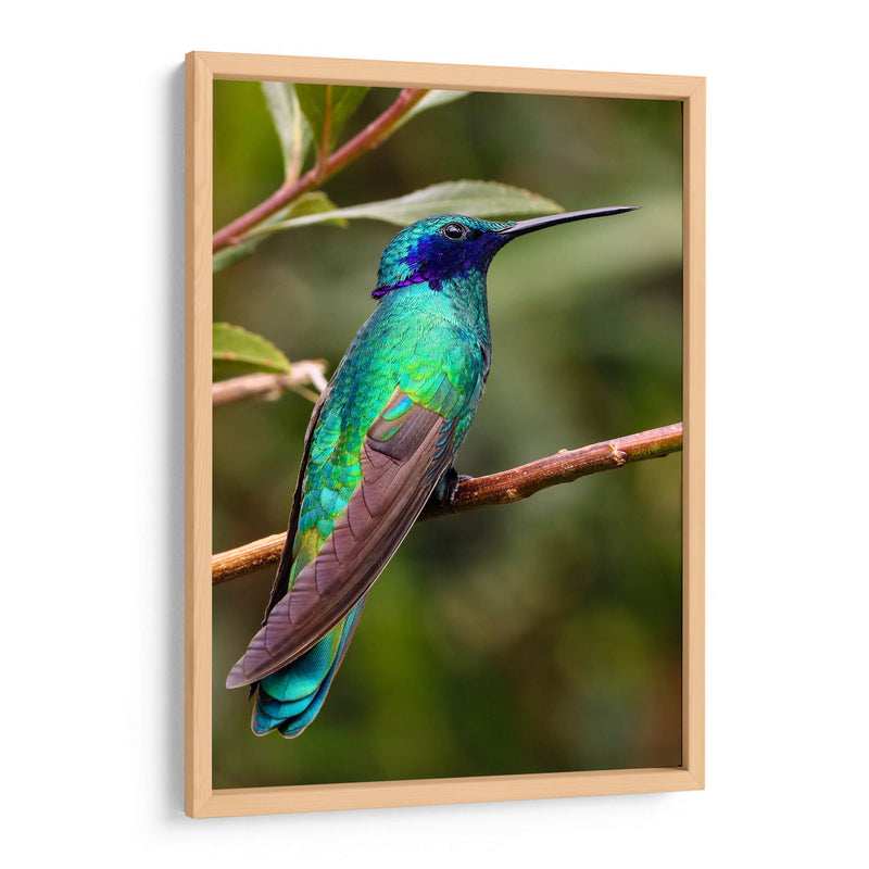 Colibrí en calma | Cuadro decorativo de Canvas Lab