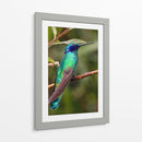 Colibrí en calma | Cuadro decorativo de Canvas Lab
