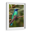 Colibrí en calma | Cuadro decorativo de Canvas Lab