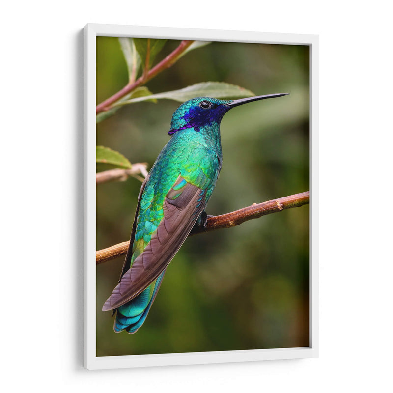 Colibrí en calma | Cuadro decorativo de Canvas Lab