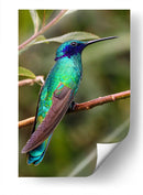 Colibrí en calma | Cuadro decorativo de Canvas Lab