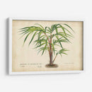 Palma De La Tropics VI - Horto Van Houtteano | Cuadro decorativo de Canvas Lab