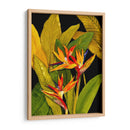 Espectacular Ave Del Paraíso - Tim OToole | Cuadro decorativo de Canvas Lab