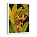 Espectacular Ave Del Paraíso - Tim OToole | Cuadro decorativo de Canvas Lab