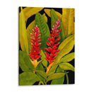 Dramática Red Ginger - Tim OToole | Cuadro decorativo de Canvas Lab