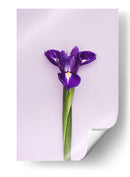 Detalle en lila | Cuadro decorativo de Canvas Lab