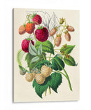 Dibujo de moras | Cuadro decorativo de Canvas Lab