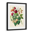 Dibujo de moras | Cuadro decorativo de Canvas Lab