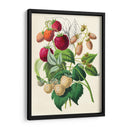 Dibujo de moras | Cuadro decorativo de Canvas Lab