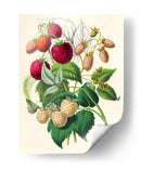 Dibujo de moras | Cuadro decorativo de Canvas Lab