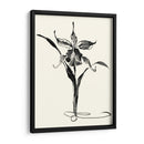 Los Estudios Realizados En Tinta - Cattleya - Nan Rae | Cuadro decorativo de Canvas Lab