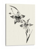 Los Estudios Realizados En Tinta - Cymbidium - Nan Rae | Cuadro decorativo de Canvas Lab