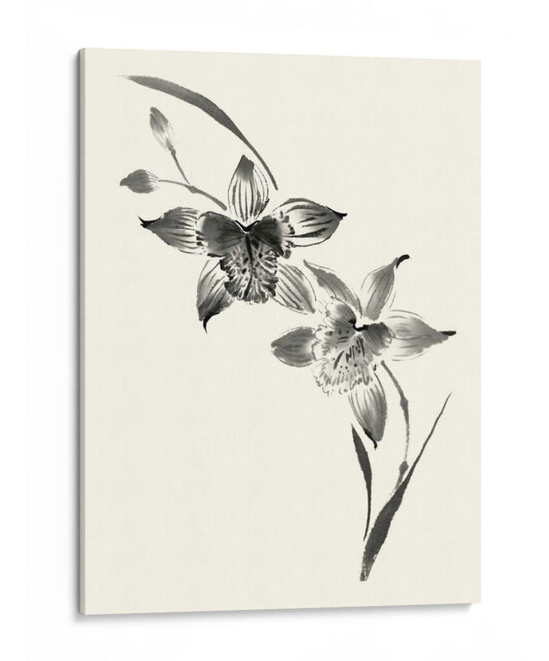 Los Estudios Realizados En Tinta - Cymbidium - Nan Rae | Cuadro decorativo de Canvas Lab