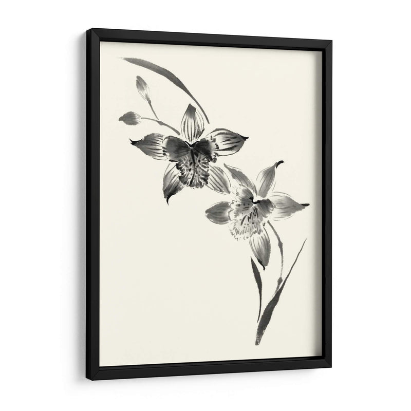 Los Estudios Realizados En Tinta - Cymbidium - Nan Rae | Cuadro decorativo de Canvas Lab