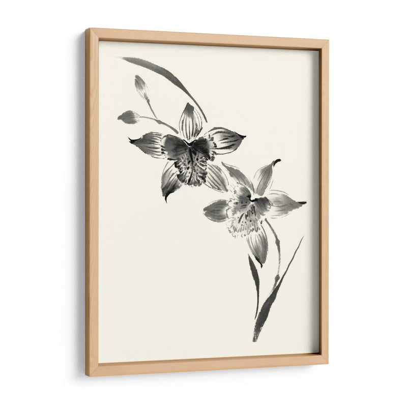 Los Estudios Realizados En Tinta - Cymbidium - Nan Rae | Cuadro decorativo de Canvas Lab