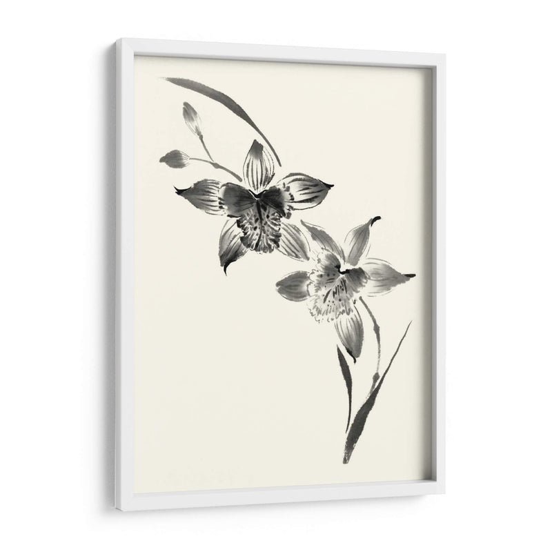 Los Estudios Realizados En Tinta - Cymbidium - Nan Rae | Cuadro decorativo de Canvas Lab