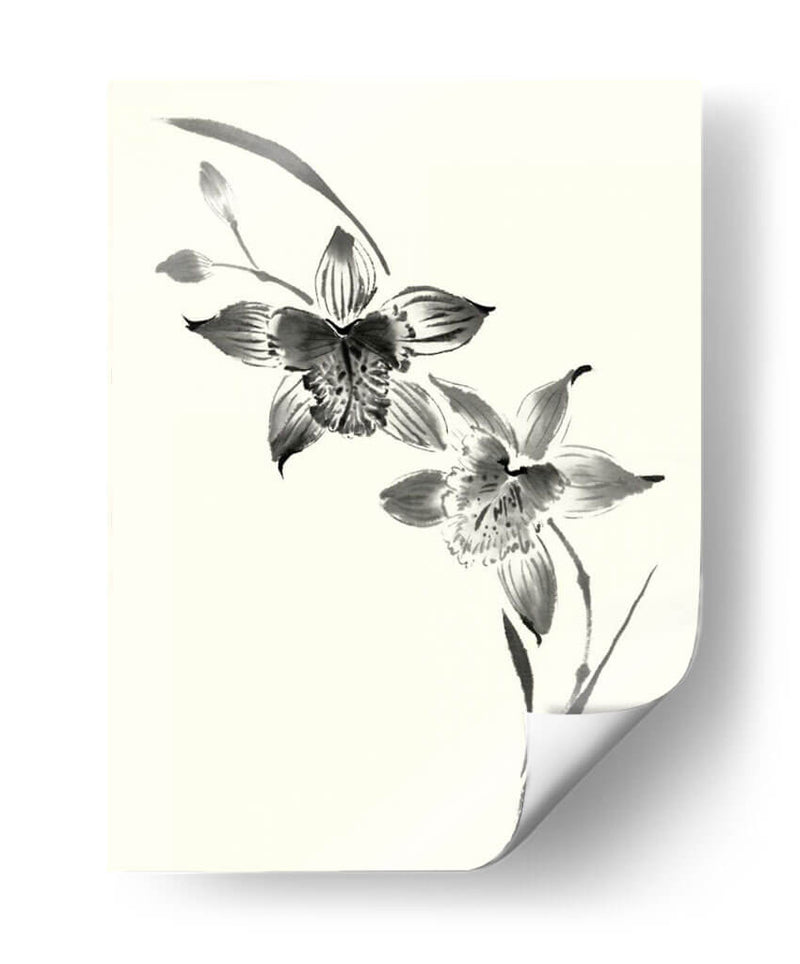 Los Estudios Realizados En Tinta - Cymbidium - Nan Rae | Cuadro decorativo de Canvas Lab