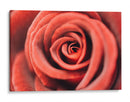 El centro de una rosa | Cuadro decorativo de Canvas Lab