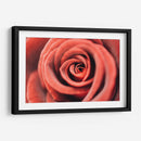 El centro de una rosa | Cuadro decorativo de Canvas Lab