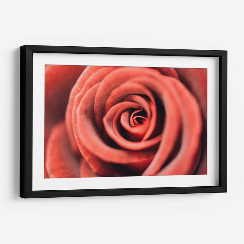 El centro de una rosa | Cuadro decorativo de Canvas Lab